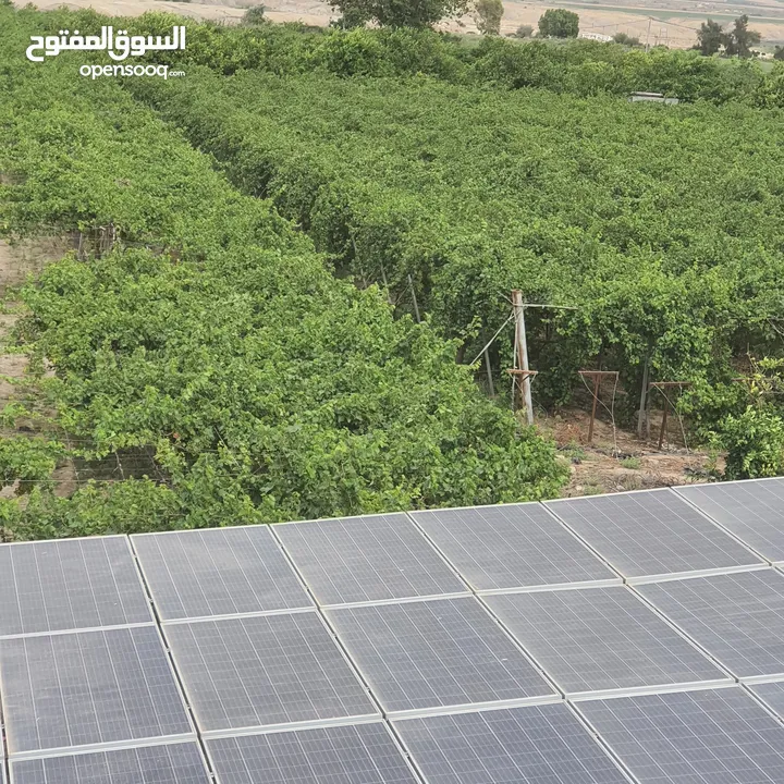 مزرعة نموذجية مساحة 62.5 دنم في الاغوار الشمالية  (وحدتين)