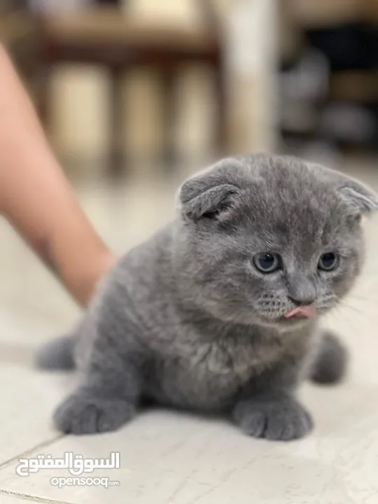 British shot hair & Scottish Fold kittens