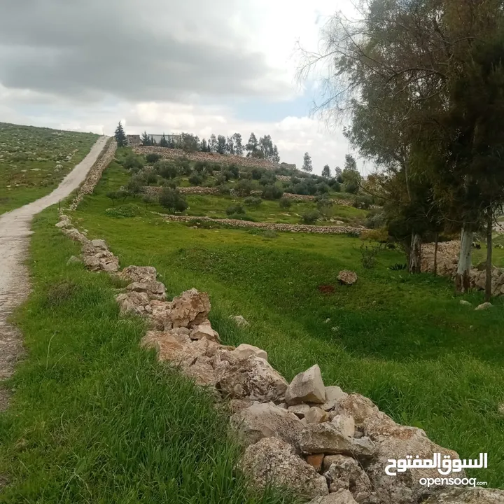 لقطة مزرعة مميزة 7 دونمات اراضي جرش عنيبة مشجره جاهزة