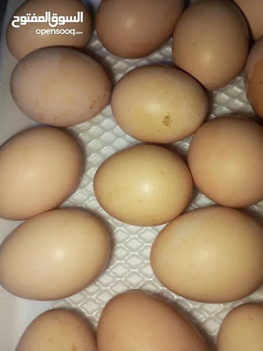 بيض بلدي طازه كل يوم بيومه 8 حبات بدينار