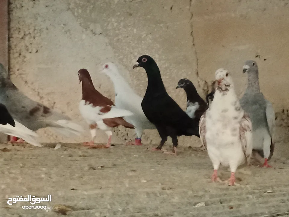 انواع حمام مشكلة للبيع