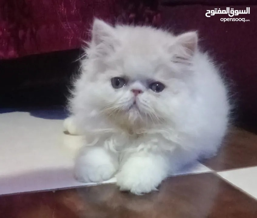 بنوته هارليكان بلاك + وايت بنوته ڤان بلو  بنوته كاليكو ڤان  بنوته كاليكو دايلوت  ولد كريم وايت