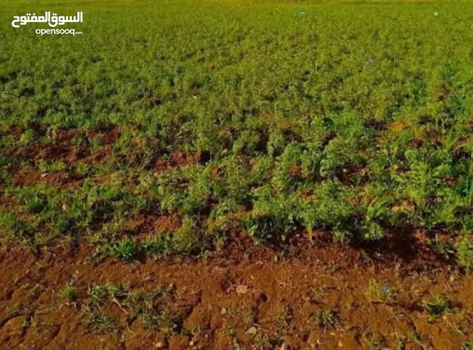 دنم و38 متر بشارع فلسطين