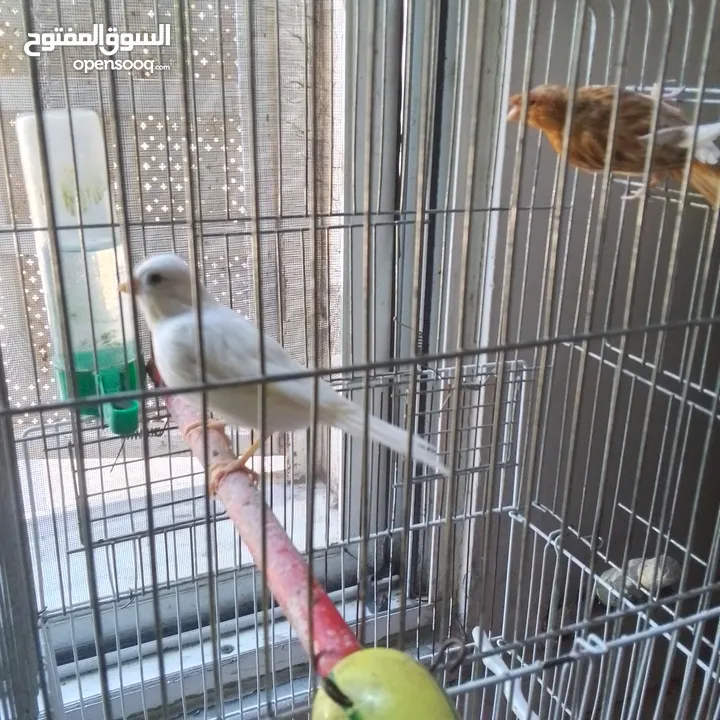 ذكور كنار جاهزين عمر سنه ونص وثاني سنه  وروز جاهزين عمر سنه ذكر واثى
