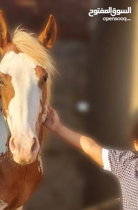 حصان فلسطينى(Stallion) للاقتناء و الركوب