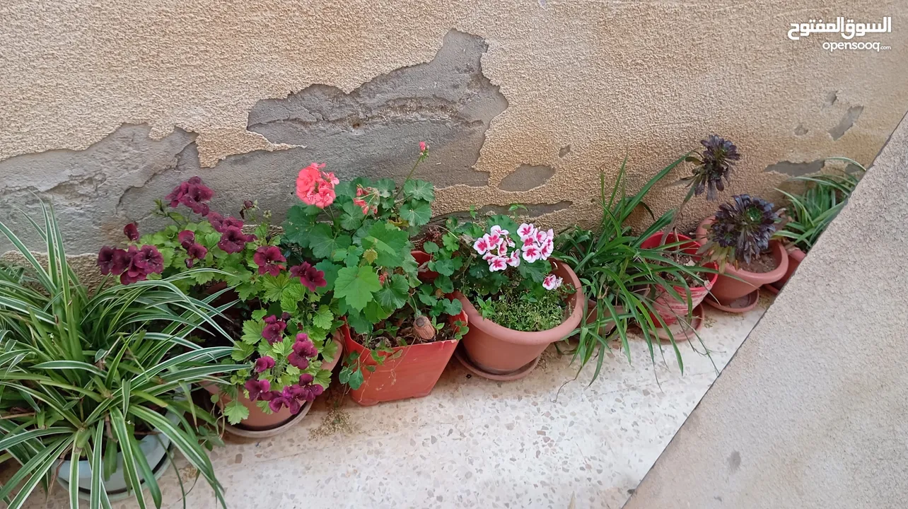 زريعة للبيع