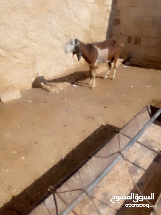 عنز لحم سن جمع نضيف ذكر الله عليها