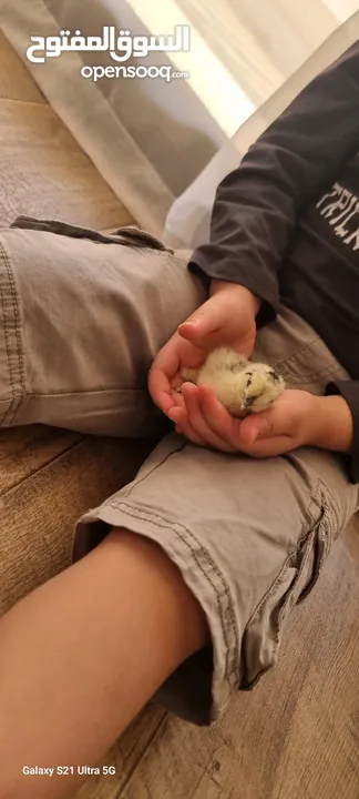 صيصان سلكي مستوى عال من الجمال مناسبة للأطفال silkie chicks from beautiful crested bearded hens