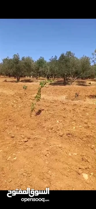 ارض مميزه للبيع في ذيبان