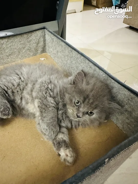 Persian and white and brown Kitten