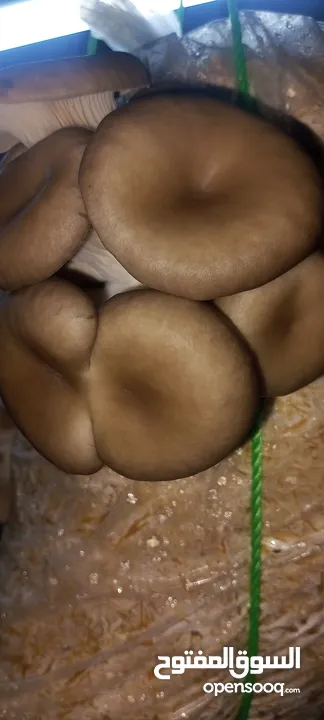 فطر محاري بلدي