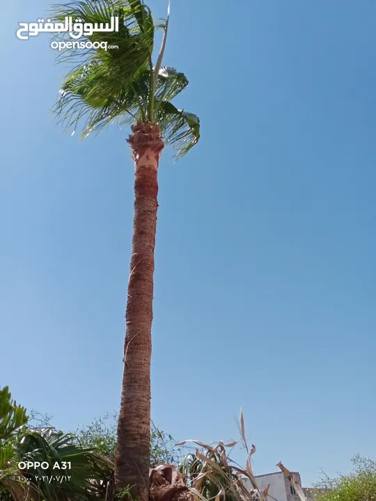 فني أشجار النخيل