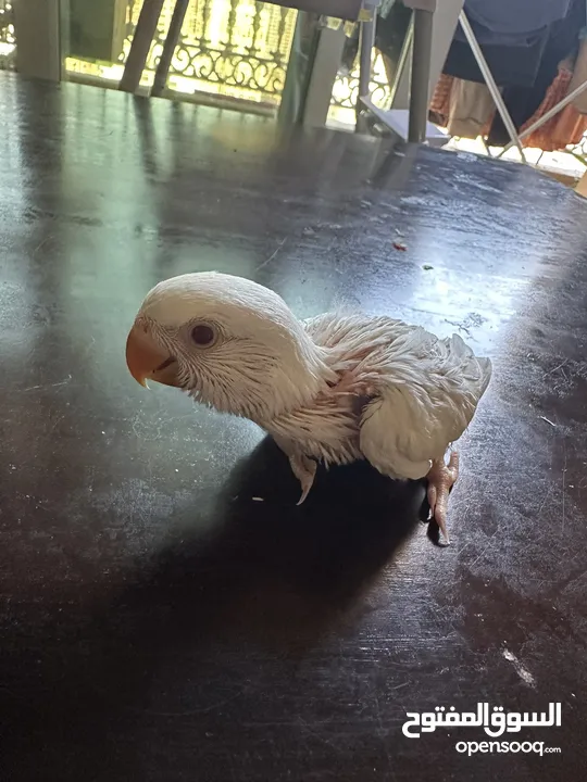 Albino chick red eye