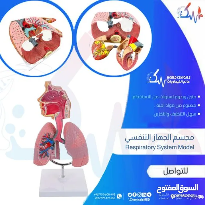 وسائل تعليمية ومجسمات مجسم الجهاز التنفسي Respiratory system model