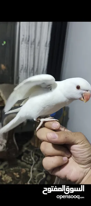 ببغاء دره البينو ابيض عين حمرا اليف جدا ما عندو عض نهائيا ثوب كامل جناح كامل محجل بداية كلام عمر صغي