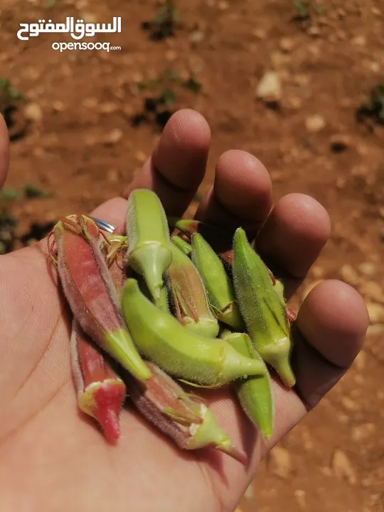 باميا بلديه 100٪ بعليه
