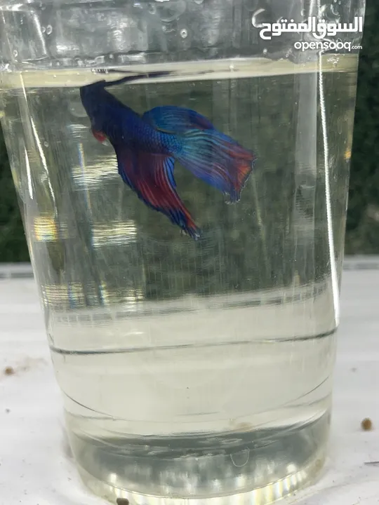 50 betta fish