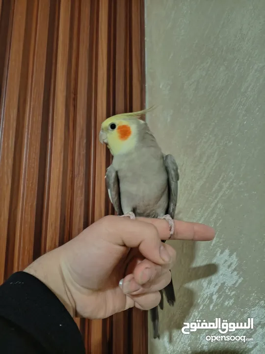 جوز كوكتيل منتج للبيع بسعر مغري