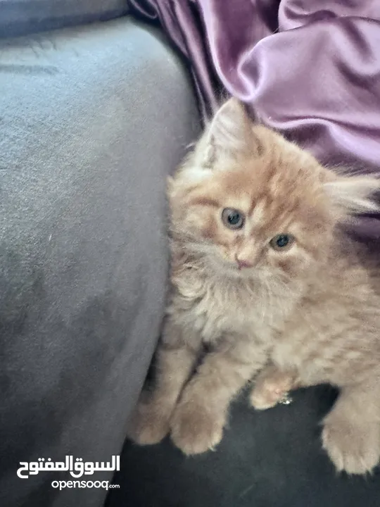 ‏Turkish Angora