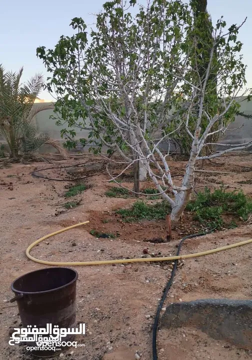 منزل مستقل للبيع مساحة 442 مكون من طابقين  الطابق الاول مستقل وشقتين الطابق الثاني كل شقه مستقله