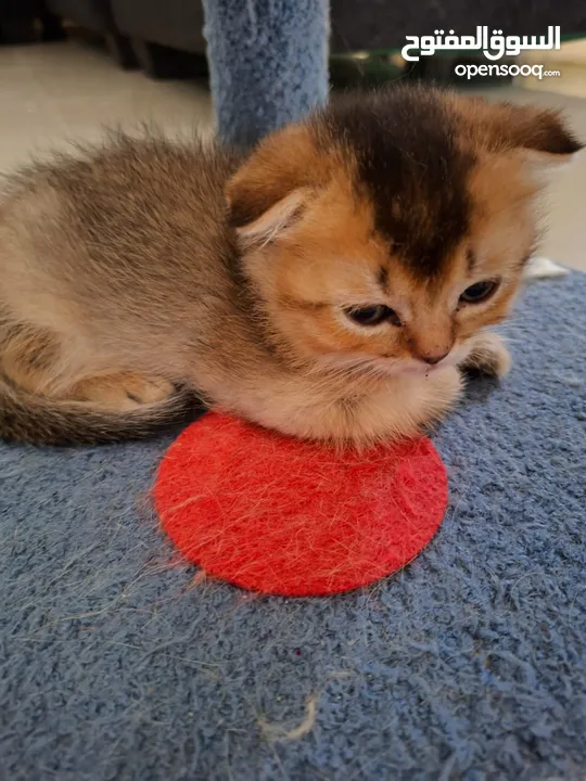 pure bred Scottish fold kittens 4 available for sale