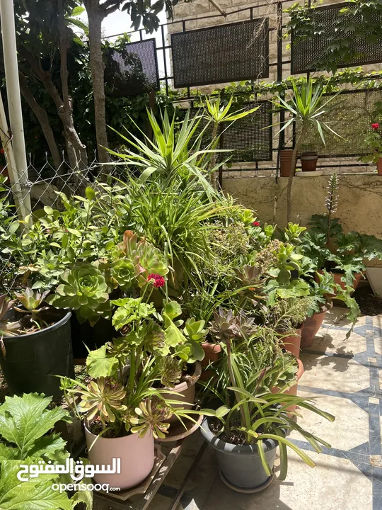 زريعة للبيع عدد 250 قوار مشكلات