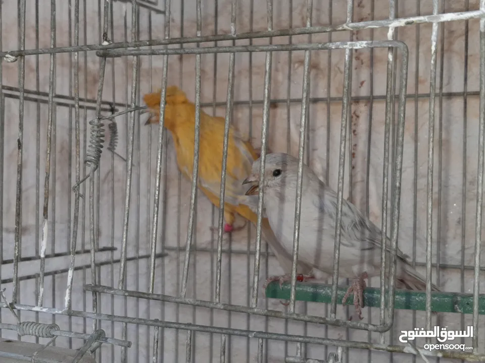 3جواز كنارات للبيع جواهز