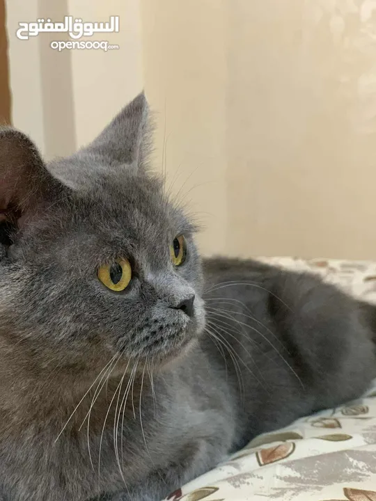 سكوتش للبيع انثى حامل من سكوتش كمان لببيع