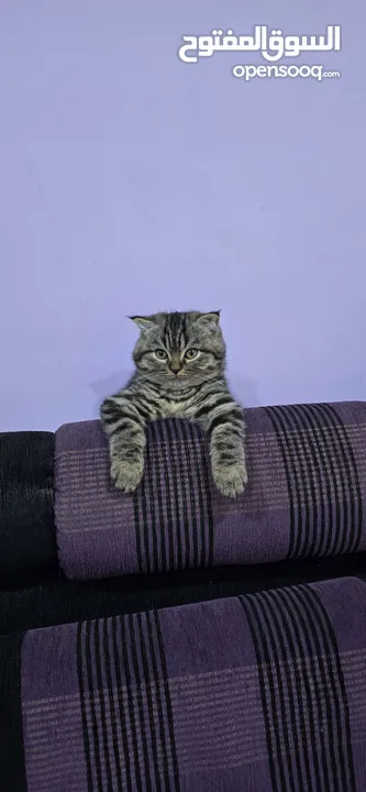 ذكر سكوتش جولدن بمستوى عالي