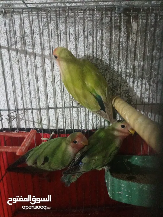 3 حبات روز   عمر 3 اشهور صحه ونضافه