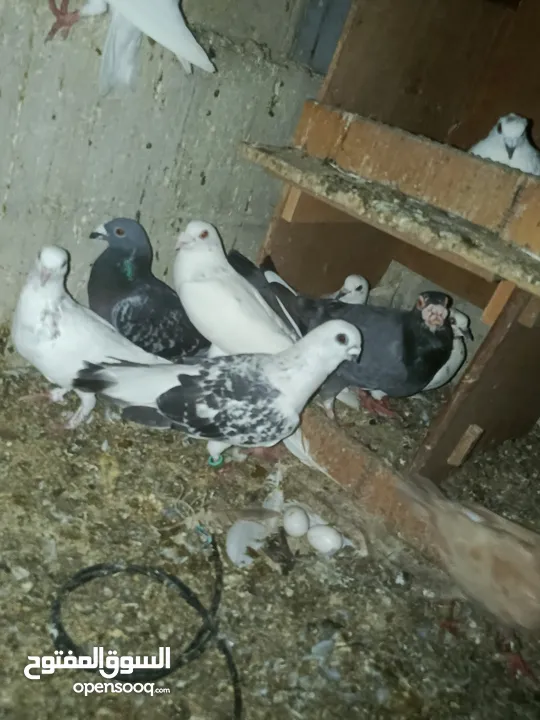 طيور حمام للبيع