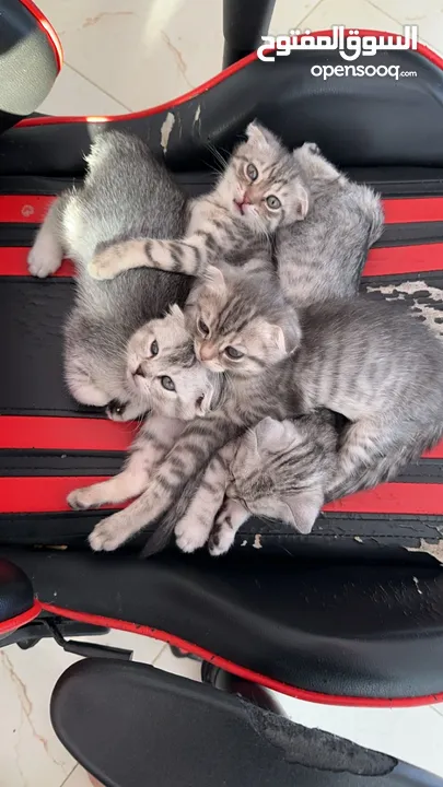 ثلاث قطط للبيع النوع سكوتش فولد السعر 50