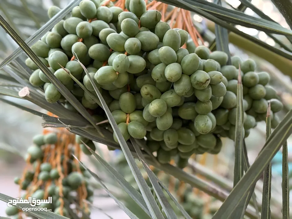 مزرعة نخيل مجهول مثمر ومنتج  + شاليه مودرن للبيع بأجمل مناطق الغور بالقرب من سد الكرامة 60 ك من عمان
