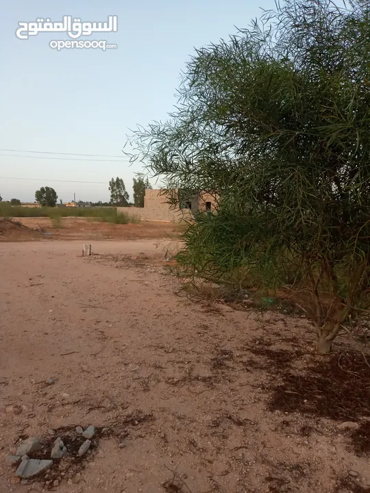   قطعة ارض طرابلس تاجوراء الزطارنة 500 متر للبيع