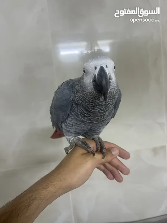 ببغاء كاسكو متكلم و أليف  دبل جامبو