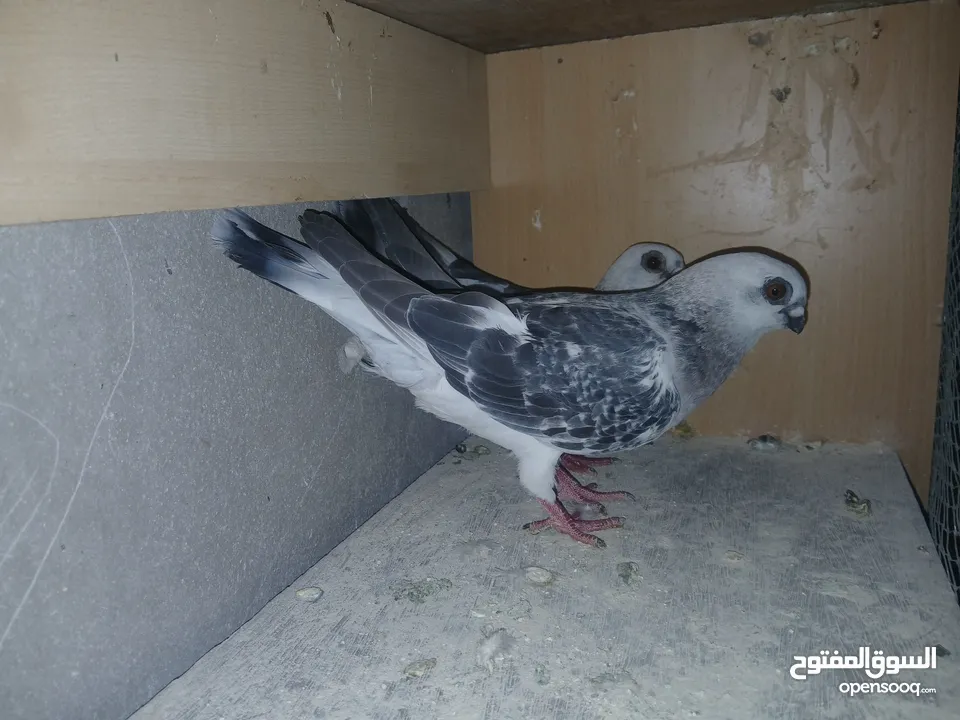 جواز شغاله