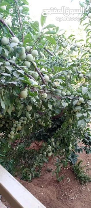 بيت مستقل للبيع من المالك مباشرة