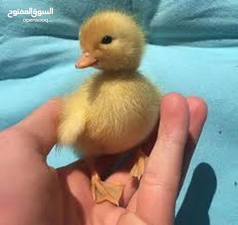 بطبوط بطه صوص مطعم    ا