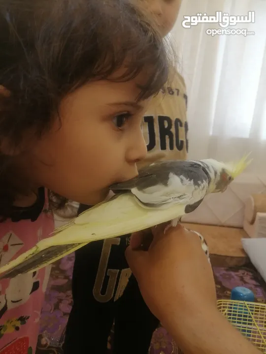 طيور كوكتيل
