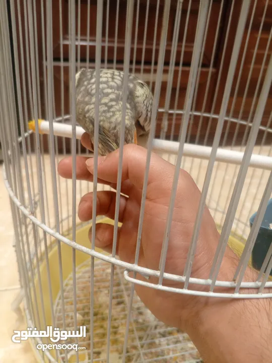 فرخ كوكتيل مفطوم جديد للبيع