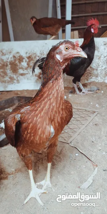 Pakistani Aseel hens