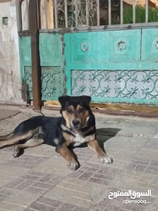 كلب روت للبيع او للبدل