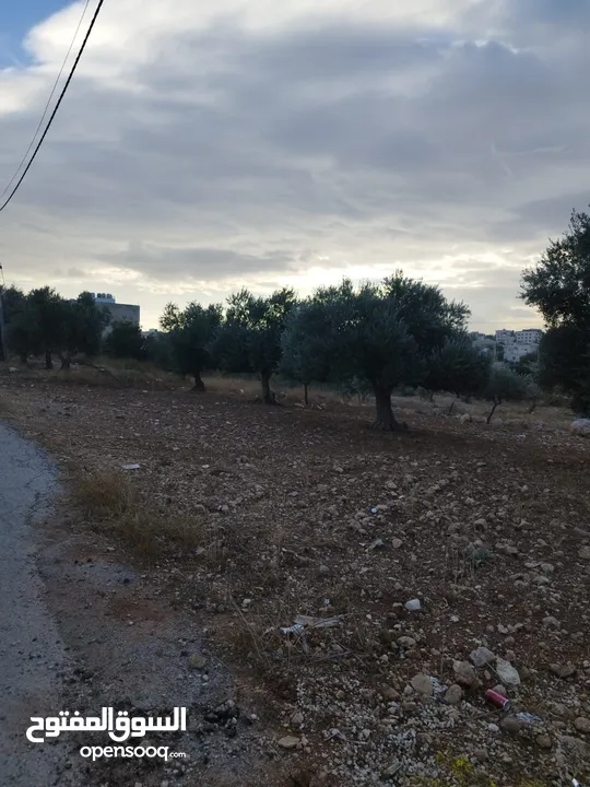 من المالك دونم في شفا بدران ابو القرام سكن أ بين الڤلل وقريب من الخدمات