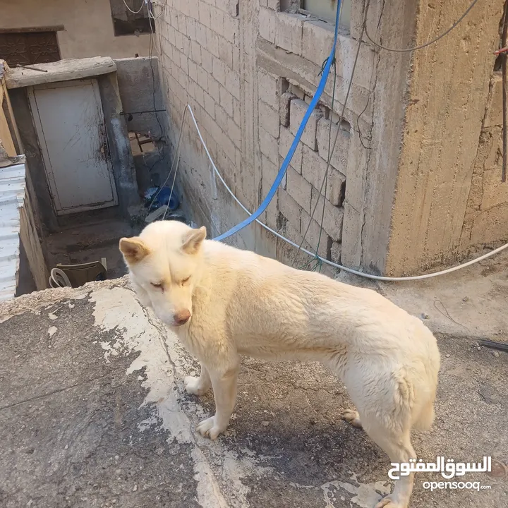 اناثي هاسكي