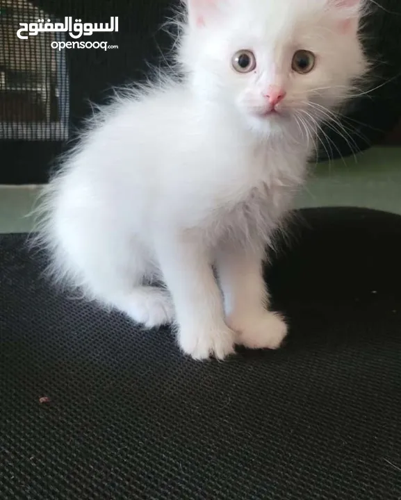 ": Turkish Angora Cats"