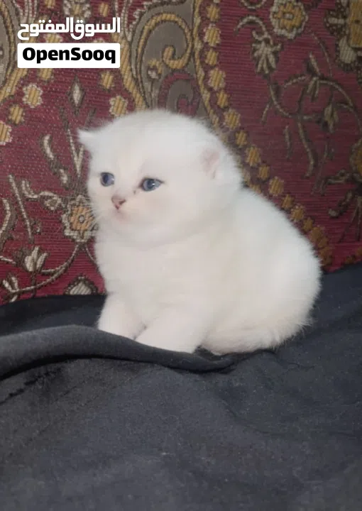 Pure Scottish/ بيور سكوتش