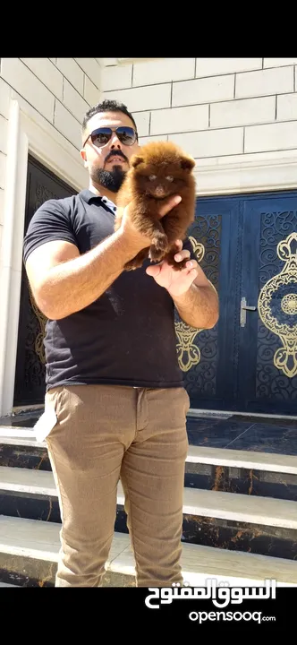 Pomeranian   Samoyed    Giant Malamute