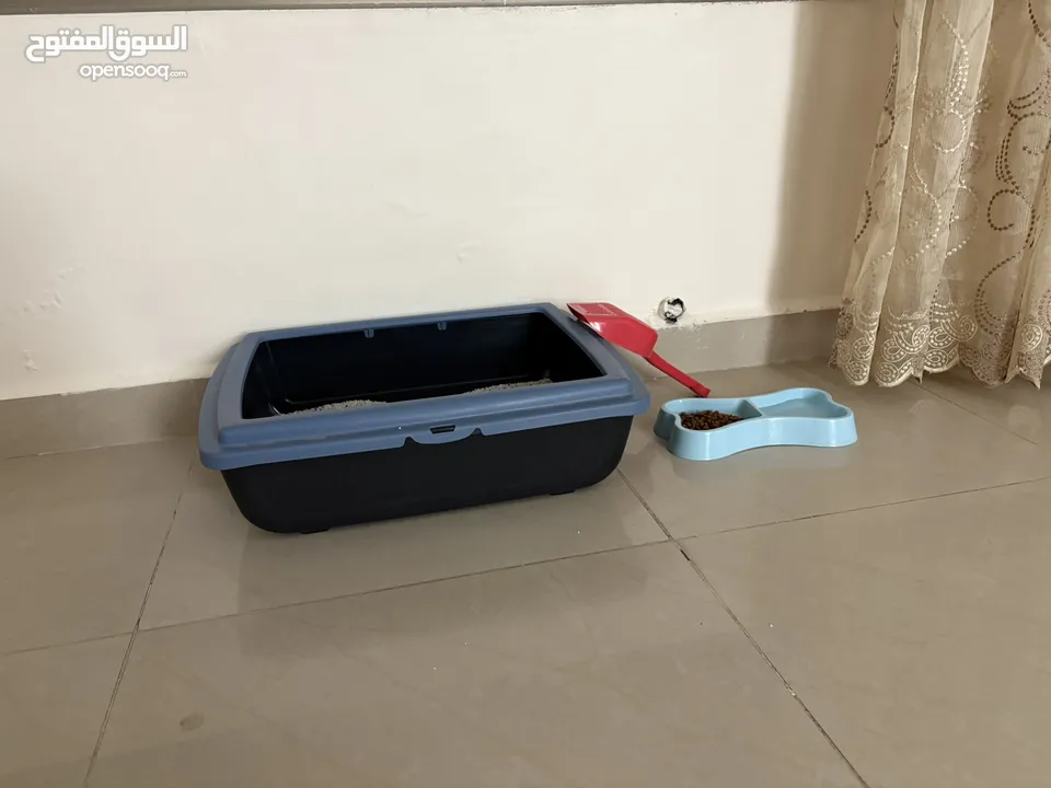 قط ذكر من نوع فريد للبيع