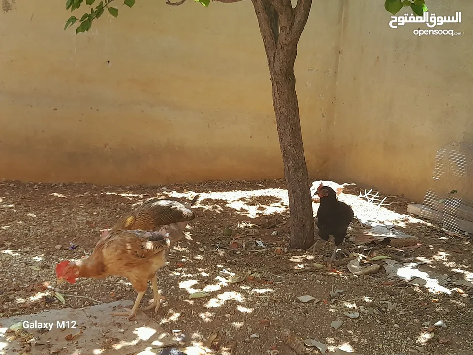 دجاج بلدي للبيع بياض