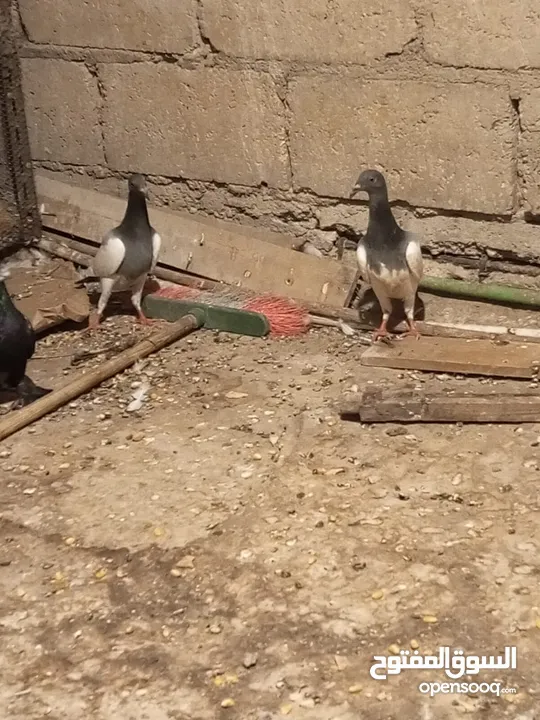 6فرخ نوريات بوز ويهوديات زرق ومزهوارات كتف